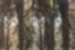 JBB_Baker forest.jpg