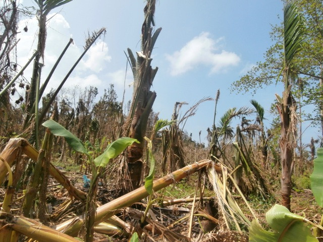 Destroyed banana and sago palm