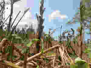 Destroyed banana and sago palm