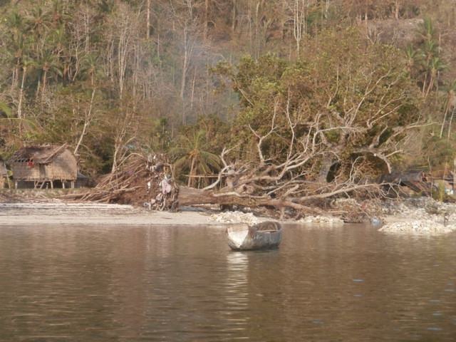 Downed Pacific Almond Tree