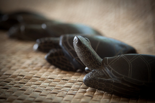 perks_turtle_12