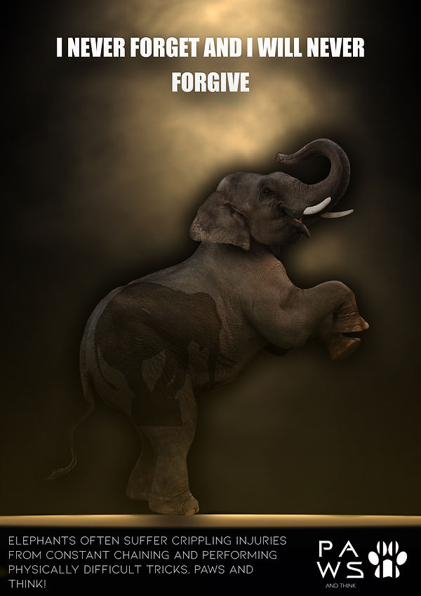 Elephant Poster copy.jpg