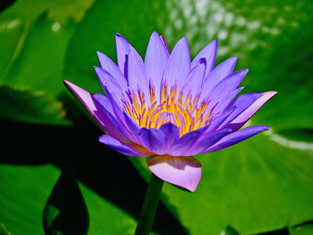 Photography as a Hobby By Dr. Gerald Siu