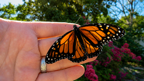 A Backyard Full of Life
