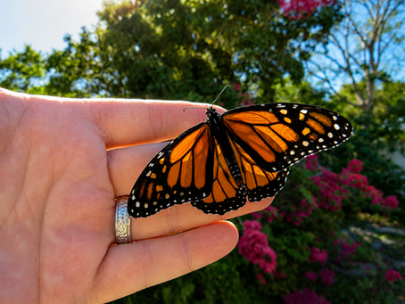 Embracing Nature: My Journey to a Butterfly Garden