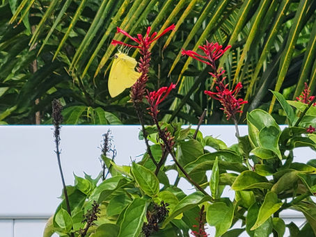 How to Attract Sulfur Butterflies