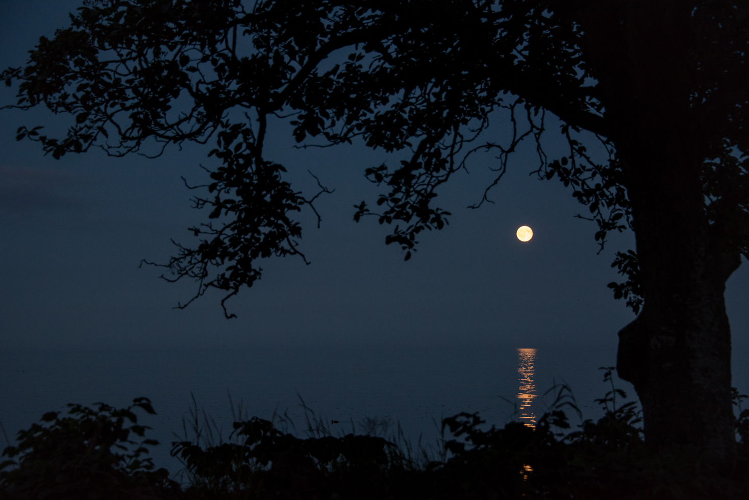 Night View