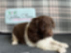 Ella's - Female Parti - Multi Gen Labradoodle