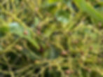 Avocado tree at Altow Farms
