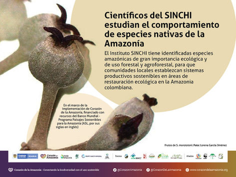 Científicos del SINCHI estudian el comportamiento de especies nativas de la Amazonía