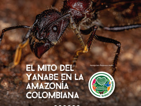 🐜 El Mito del Yanabe en la Amazonía Colombiana