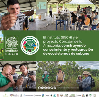 El Instituto SINCHI y el proyecto Corazón de la Amazonía: construyendo conocimiento y restauración de ecosistemas de sabana
