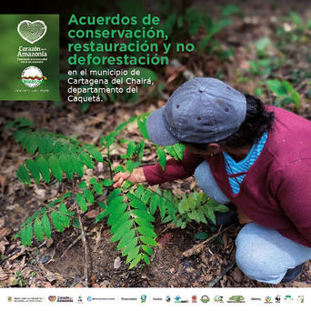 Acuerdos de conservación, restauración y no deforestación en el municipio de Cartagena de Chairá