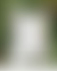 Corazón de la Amazonía una década de trabajo por la Amazonía colombiana.