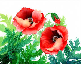LovelyPoppies11x14.png