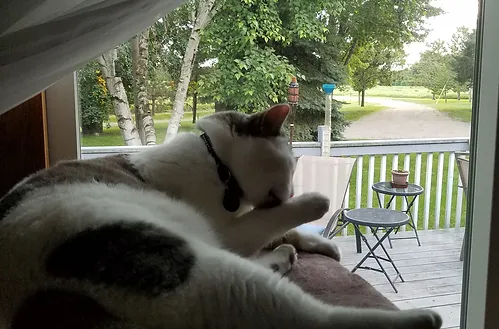 Cat lounging and cleaning himself by window