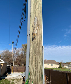 Doggy Daycare/ Training pole mural