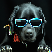 DALL·E 2022-12-27 12.58.28 - Labrador with sunglasses with mohawk.png