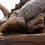 Miniatura: Elite Creatures Collectibles Jurassic Park Maquette 1/8 Sick Triceratops (Statua