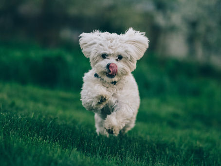 How to Exercise your dog during the HOT summer