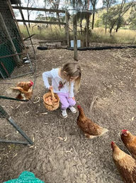 Guests feeding chickens