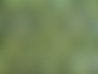 Artichoke - Flavour of Spring