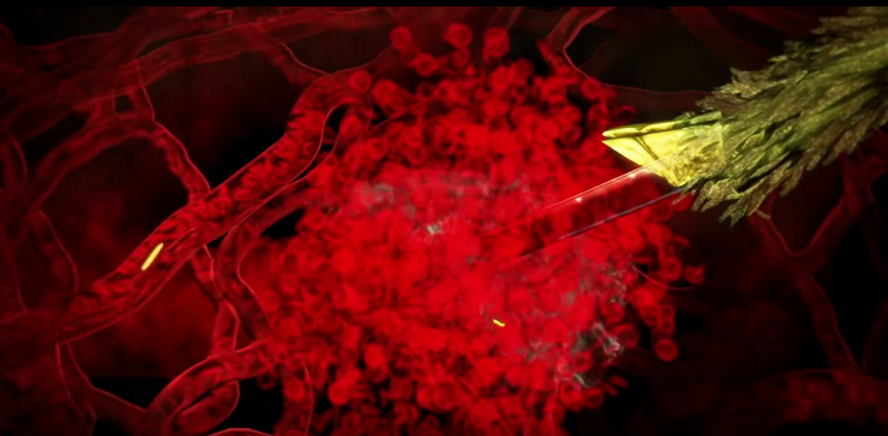 Malaria Lifecycle Part 1 Human Host Malaria Lifecycle Part 1 Human Host