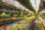 row of flower tables in greenhouse