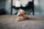 Carpet_Puppy_pexels-josh-sorenson-1750378.jpeg