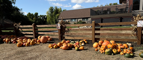 pumpkins along a fence