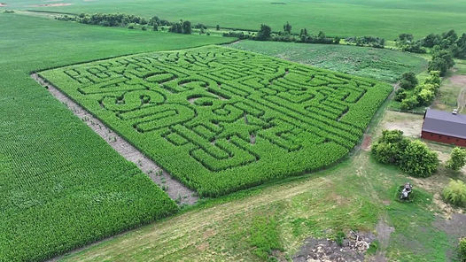 corn-maze.jpg