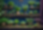 plant.png