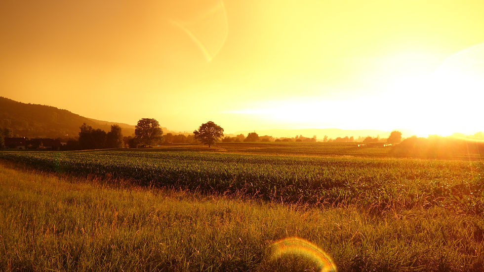 cereal-crop-cropland-587970.jpg