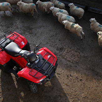 Aerial view Honda ATV in farm yard beside sheep