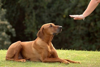 chiot obéissance