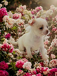 image000009(1).png