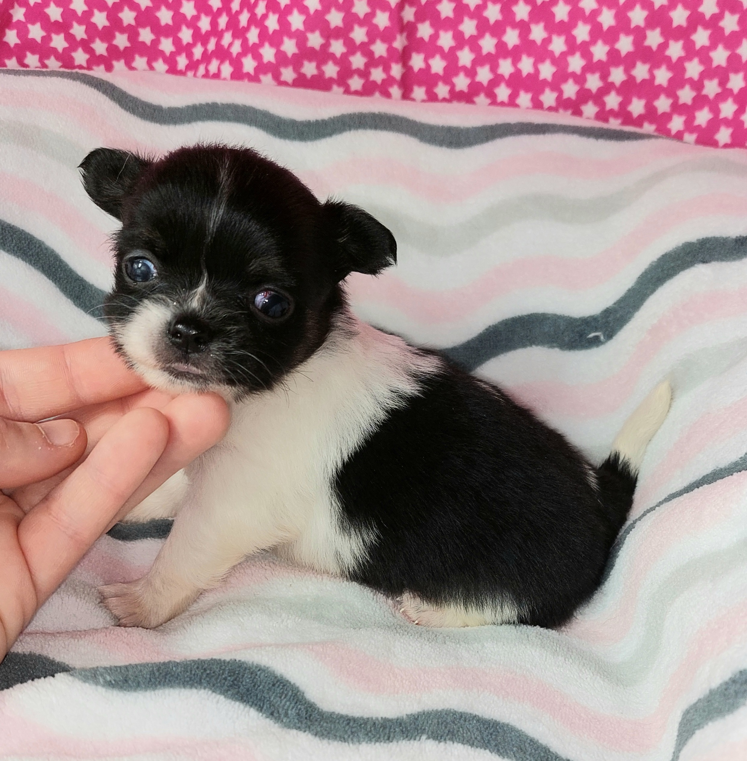 tinytotchihuahuas logo