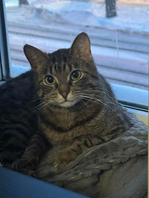 Ksenija - ~10-kuune kiisupreili (Tallinn)