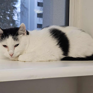 Yuki - ~2-aastane kassineiu (Kassituba, Nõmme)