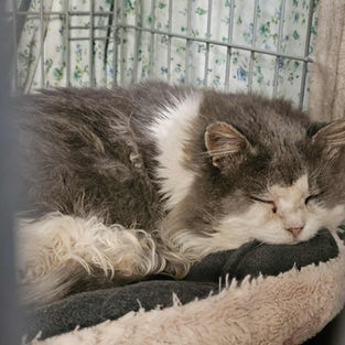 Krääpsu - ~vanem kassihärra (Kassituba, Nõmme)