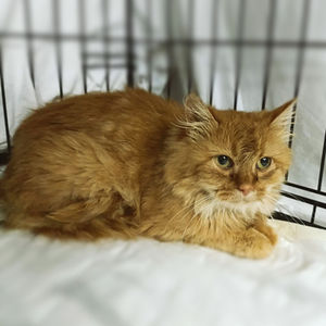 Merida - ~5-aastane kassineiu (Kassituba, Nõmme)