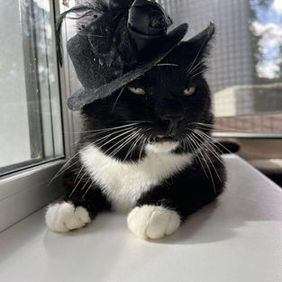 Jass - ~5-aastane kassipoiss (Kassituba, Nõmme)