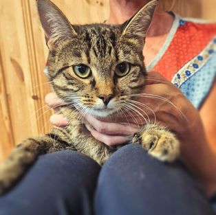 Sissy - ~1-2aastane kassineiu (Kassituba, Nõmme)