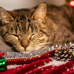 Diva - ~5-aastane kassiproua(Kassituba, Nõmme)