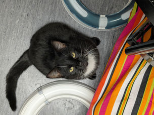 Jolene - ~2-aastane kassineiu (Kassituba, Nõmme)