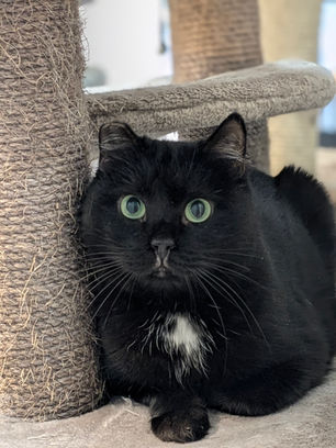 Pipratäpp - ~7-aastane kassineiu (Kassituba, Nõmme)