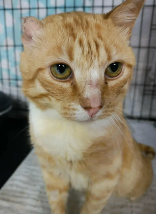 Harry - ~5-6-aastane kassipoiss (Kassituba, Nõmme)