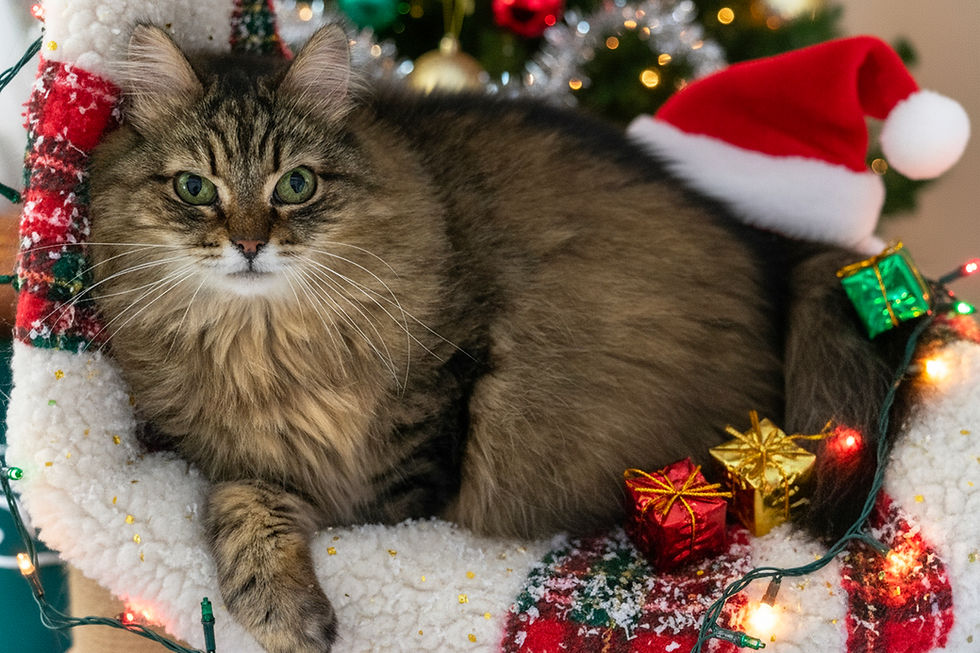 Nadja - ~8-aastane kassineiu (Kassituba, Nõmme)