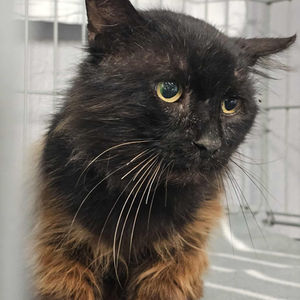 Priit-Heeringas - vanem kassihärra (Kassituba, Nõmme)