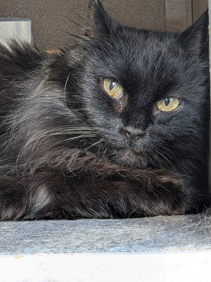 Orhidee - 5-aastane kassineiu (Kassituba, Nõmme)